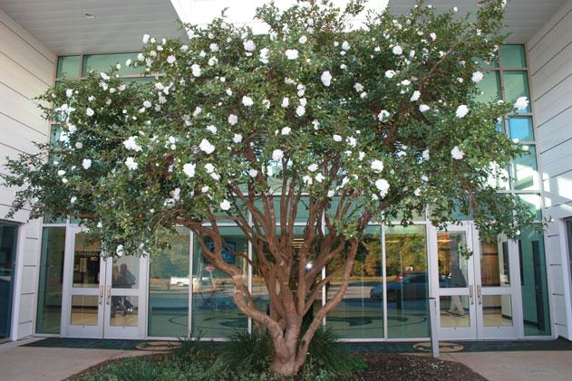 Chapin Spirit Tree in Full Bloom